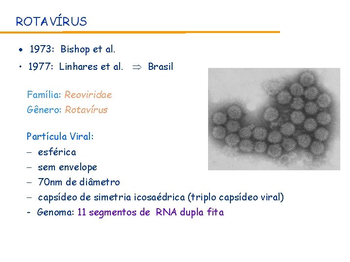 ROTAVÍRUS • 1973: Bishop et al. • 1977: Linhares et al. Brasil Família: Reoviridae ROTAVÍRUS • 1973: Bishop et al. • 1977: Linhares et al. Brasil Família: Reoviridae
