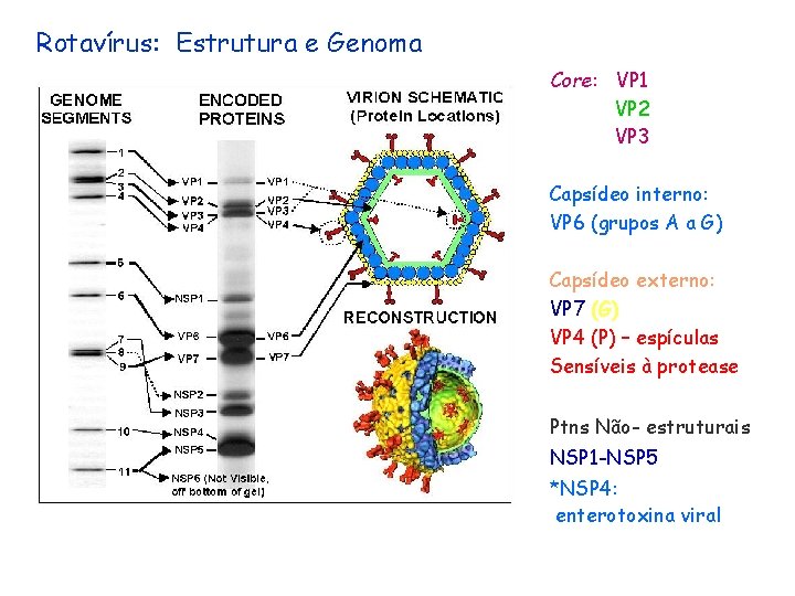 Rotavírus: Estrutura e Genoma Core: VP 1 VP 2 VP 3 Capsídeo interno: VP Rotavírus: Estrutura e Genoma Core: VP 1 VP 2 VP 3 Capsídeo interno: VP