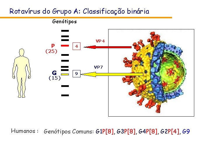 Rotavírus do Grupo A: Classificação binária Genótipos P (25) G (15) VP 4 4 Rotavírus do Grupo A: Classificação binária Genótipos P (25) G (15) VP 4 4