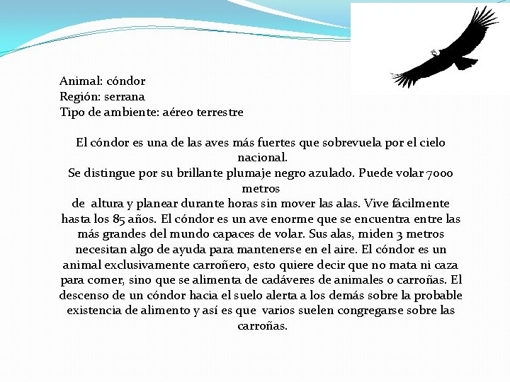 Animal: cóndor Región: serrana Tipo de ambiente: aéreo terrestre El cóndor es una de Animal: cóndor Región: serrana Tipo de ambiente: aéreo terrestre El cóndor es una de