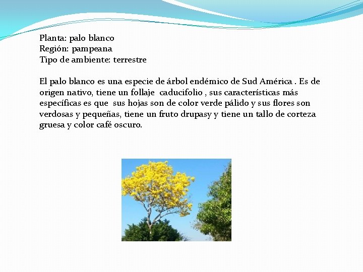 Planta: palo blanco Región: pampeana Tipo de ambiente: terrestre El palo blanco es una Planta: palo blanco Región: pampeana Tipo de ambiente: terrestre El palo blanco es una