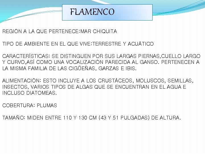 FLAMENCO REGIÓN A LA QUE PERTENECE: MAR CHIQUITA TIPO DE AMBIENTE EN EL QUE FLAMENCO REGIÓN A LA QUE PERTENECE: MAR CHIQUITA TIPO DE AMBIENTE EN EL QUE