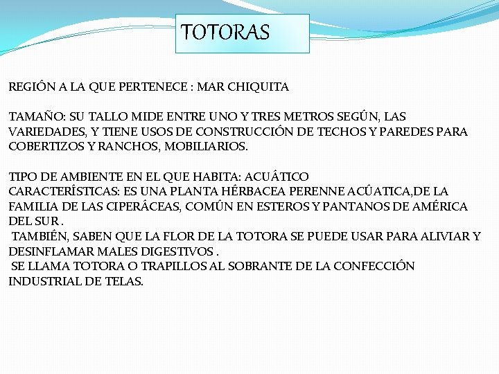 TOTORAS REGIÓN A LA QUE PERTENECE : MAR CHIQUITA TAMAÑO: SU TALLO MIDE ENTRE TOTORAS REGIÓN A LA QUE PERTENECE : MAR CHIQUITA TAMAÑO: SU TALLO MIDE ENTRE