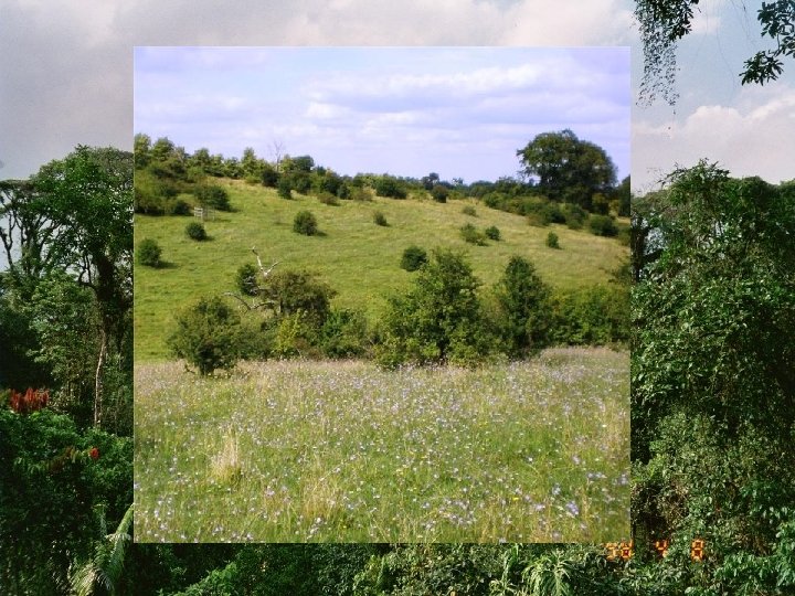 Savanna Hypothesis Uplift of the Himalayas altered the climate in Africa Lowered rainfall reduced