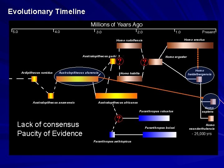 Evolutionary Timeline Lack of consensus Paucity of Evidence - 25, 000 yrs 