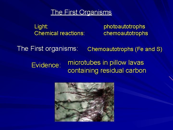 The First Organisms Light: Chemical reactions: The First organisms: Evidence: photoautotrophs chemoautotrophs Chemoautotrophs (Fe