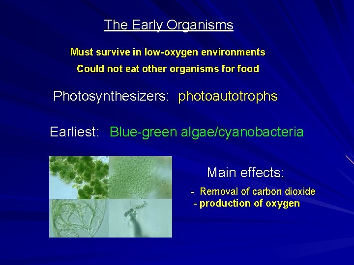 The Early Organisms Must survive in low-oxygen environments Could not eat other organisms for