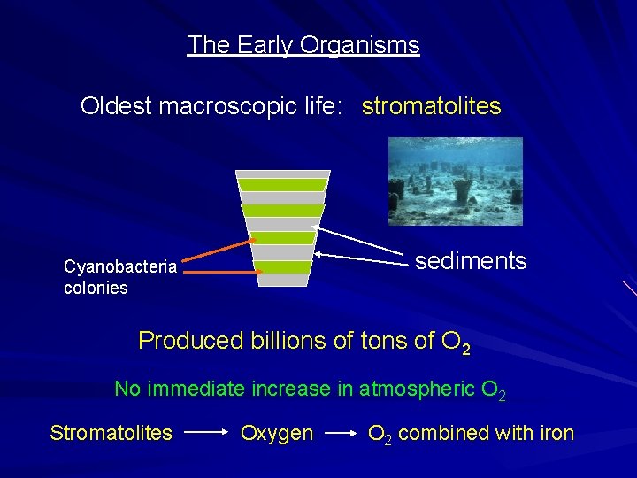 The Early Organisms Oldest macroscopic life: stromatolites sediments Cyanobacteria colonies Produced billions of tons