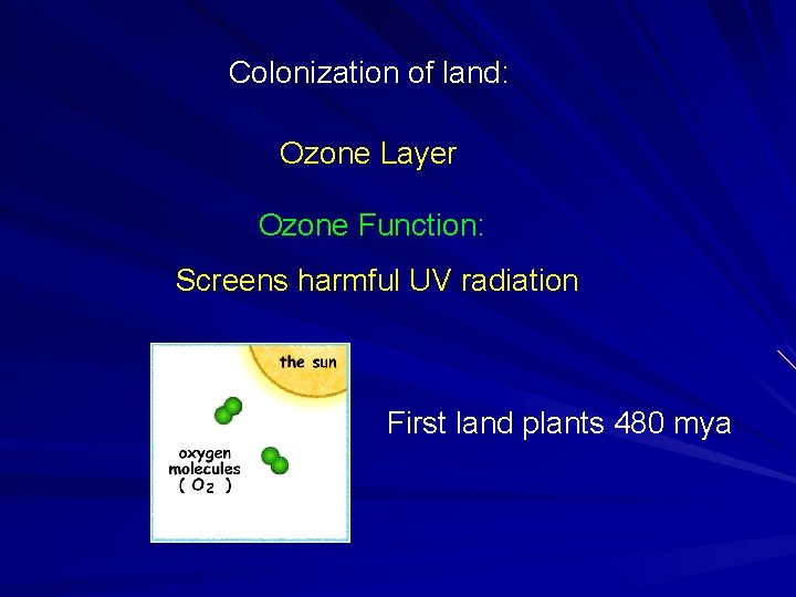 Colonization of land: Ozone Layer Ozone Function: Screens harmful UV radiation First land plants