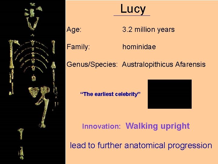 Lucy Age: 3. 2 million years Family: hominidae Genus/Species: Australopithicus Afarensis “The earliest celebrity”