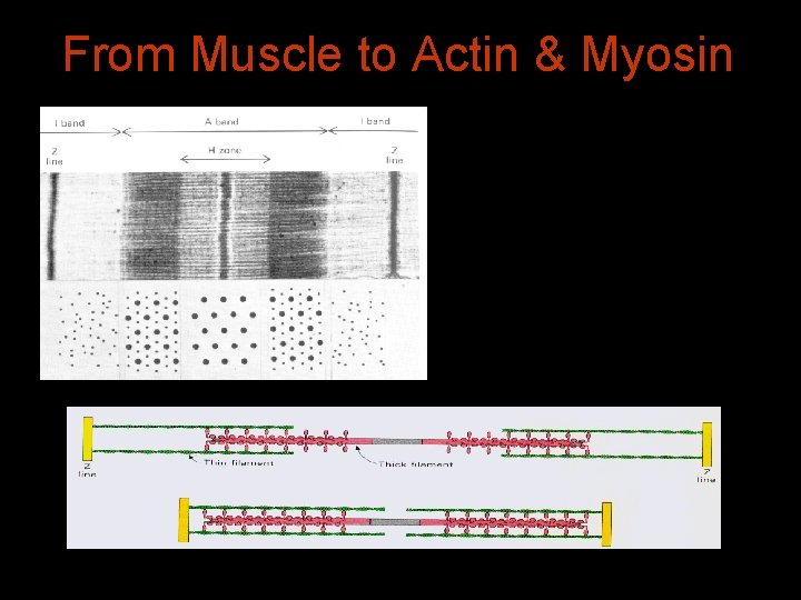 From Muscle to Actin & Myosin 