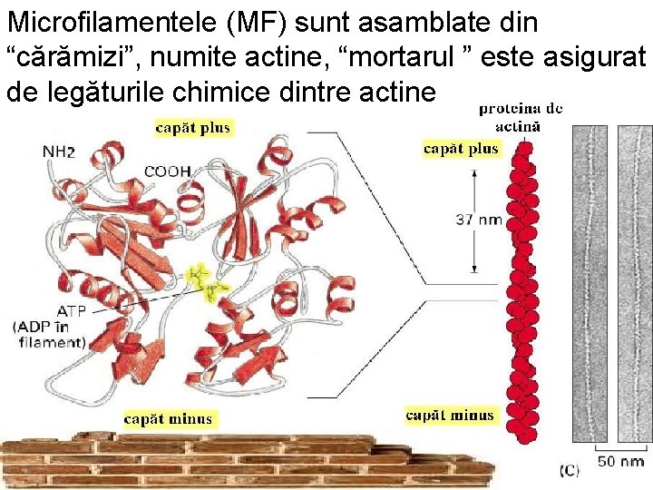 Microfilamentele (MF) sunt asamblate din “cărămizi”, numite actine, “mortarul ” este asigurat de legăturile