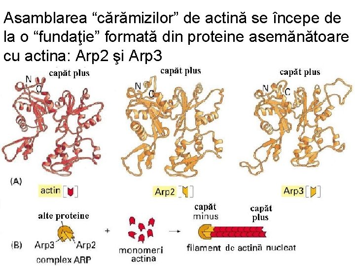 Asamblarea “cărămizilor” de actină se începe de la o “fundaţie” formată din proteine asemănătoare