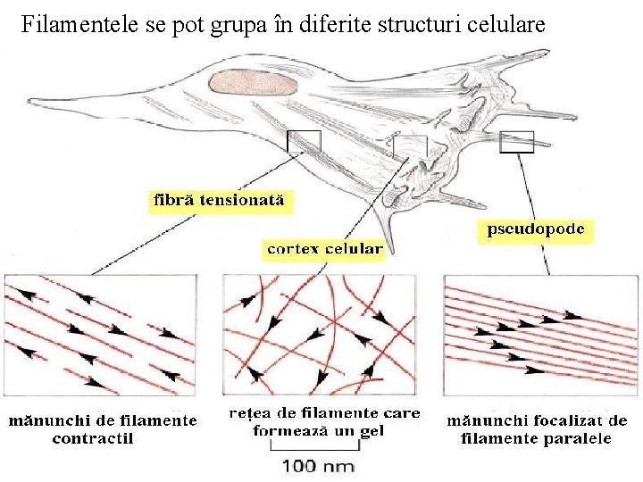 Filamentele se pot grupa în diferite structuri celulare 