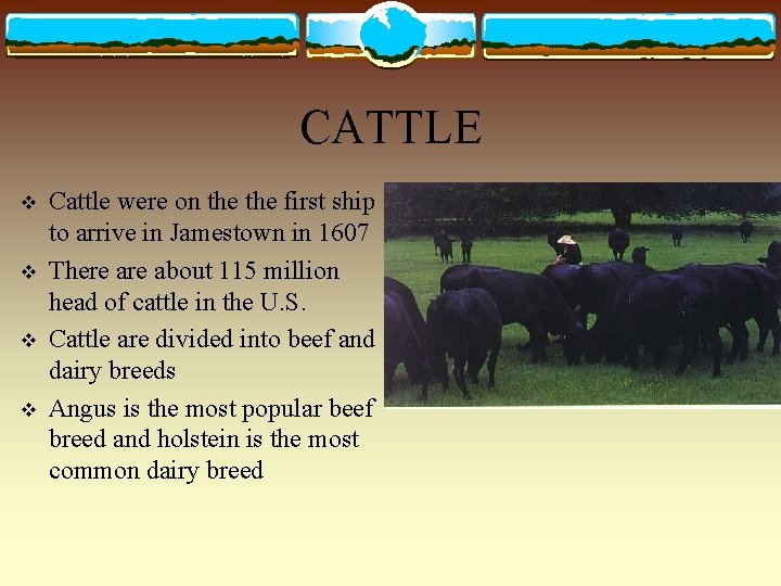 CATTLE v v Cattle were on the first ship to arrive in Jamestown in