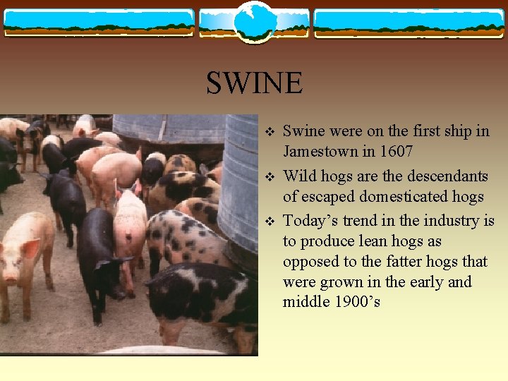 SWINE v v v Swine were on the first ship in Jamestown in 1607