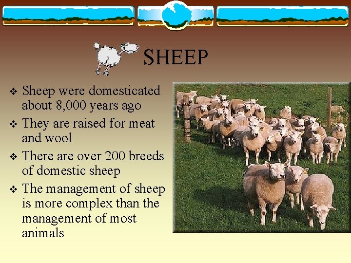 SHEEP Sheep were domesticated about 8, 000 years ago v They are raised for