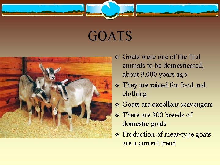 GOATS v v v Goats were one of the first animals to be domesticated,