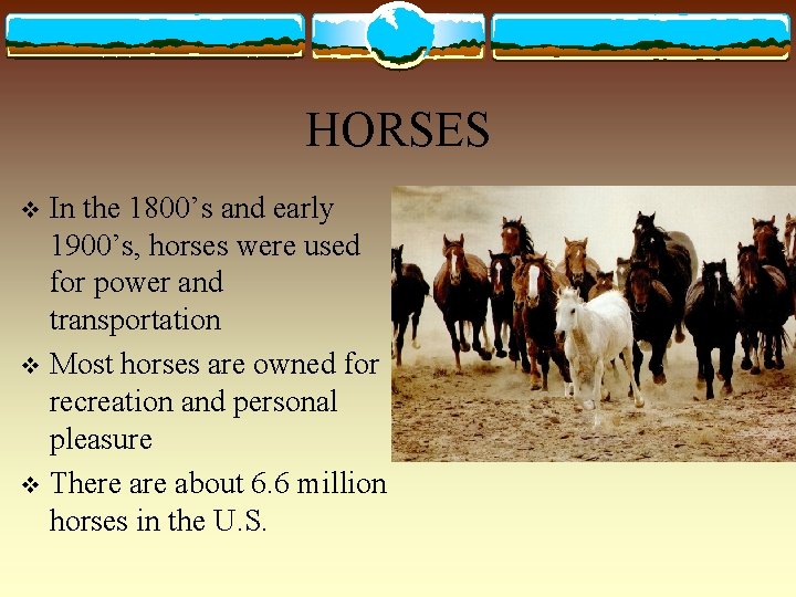 HORSES In the 1800’s and early 1900’s, horses were used for power and transportation