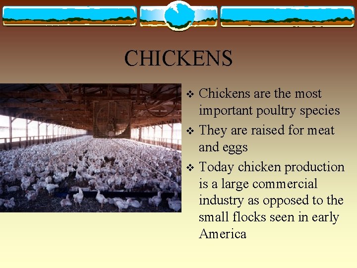 CHICKENS Chickens are the most important poultry species v They are raised for meat