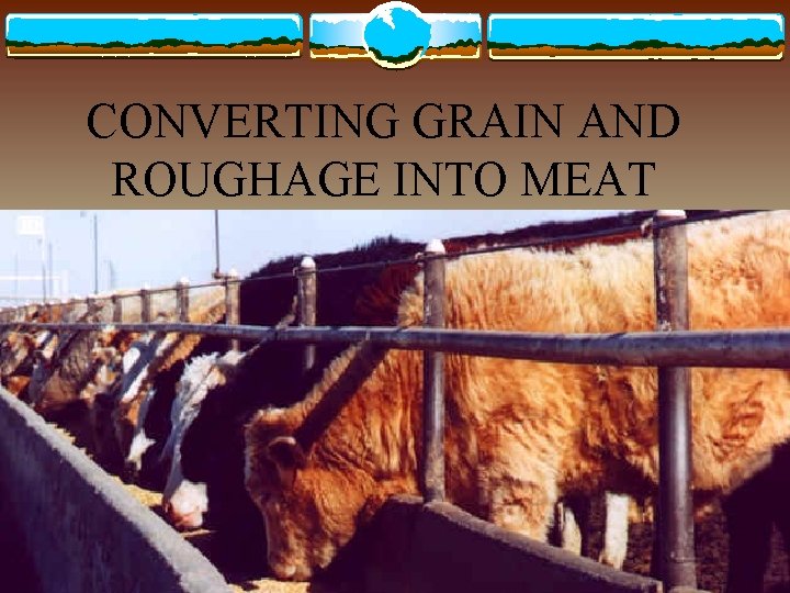 CONVERTING GRAIN AND ROUGHAGE INTO MEAT 