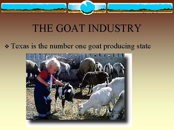 THE GOAT INDUSTRY v Texas is the number one goat producing state 