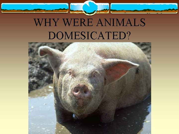 WHY WERE ANIMALS DOMESICATED? 