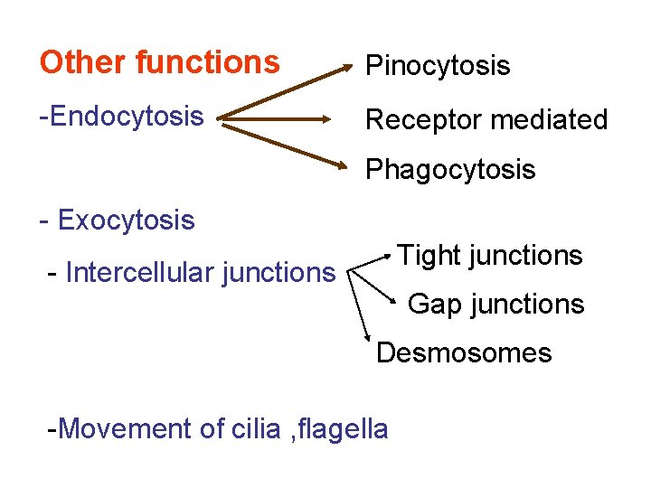 Other functions Pinocytosis -Endocytosis Receptor mediated Phagocytosis - Exocytosis Tight junctions - Intercellular junctions
