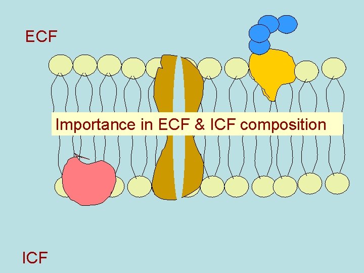 ECF Importance in ECF & ICF composition ICF 