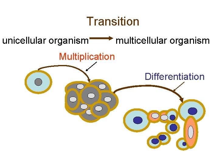 Transition unicellular organism multicellular organism Multiplication Differentiation 