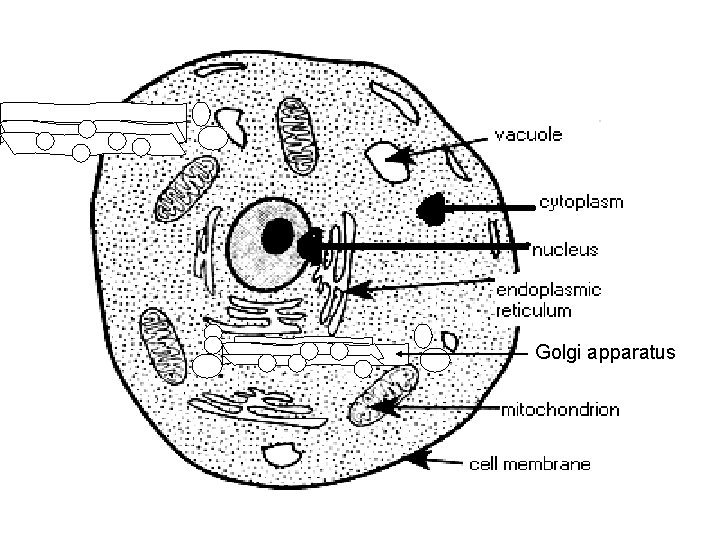 Golgi apparatus 