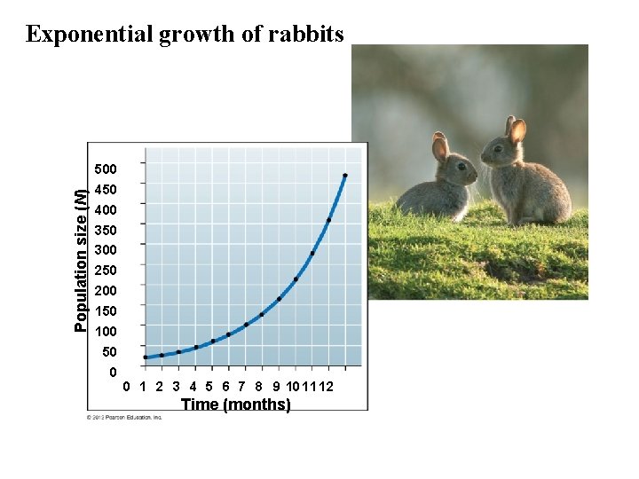 Population size (N) Exponential growth of rabbits 500 450 400 350 300 250 200 Population size (N) Exponential growth of rabbits 500 450 400 350 300 250 200