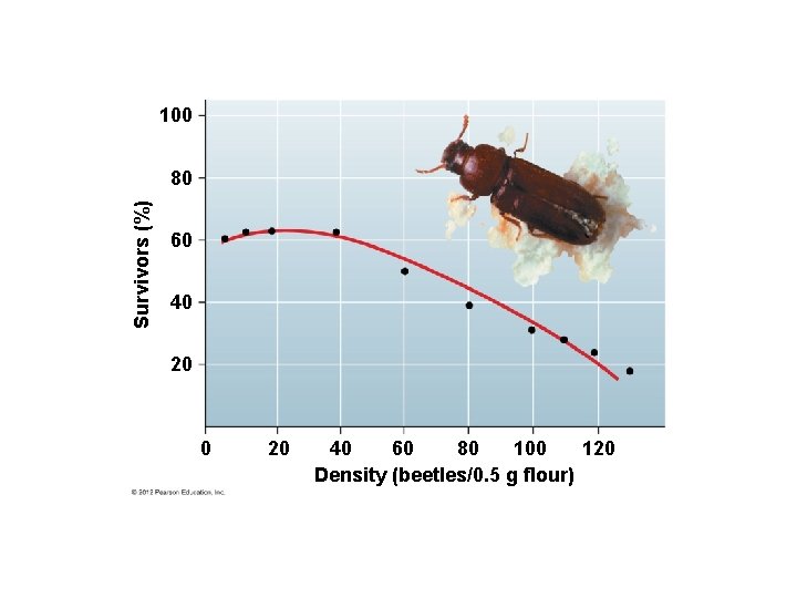 100 Survivors (%) 80 60 40 20 40 60 80 100 120 Density (beetles/0. 100 Survivors (%) 80 60 40 20 40 60 80 100 120 Density (beetles/0.