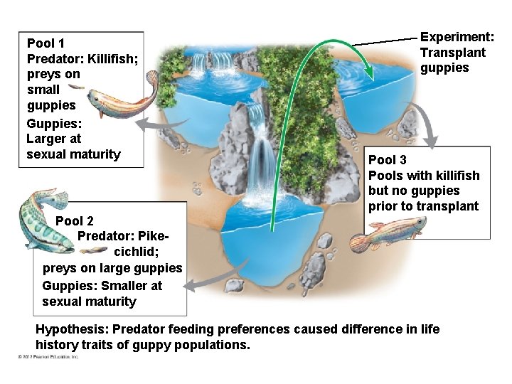 Pool 1 Predator: Killifish; preys on small guppies Guppies: Larger at sexual maturity Experiment: Pool 1 Predator: Killifish; preys on small guppies Guppies: Larger at sexual maturity Experiment: