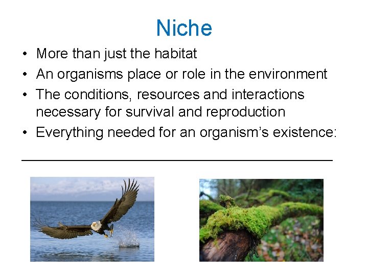 Niche • More than just the habitat • An organisms place or role in Niche • More than just the habitat • An organisms place or role in
