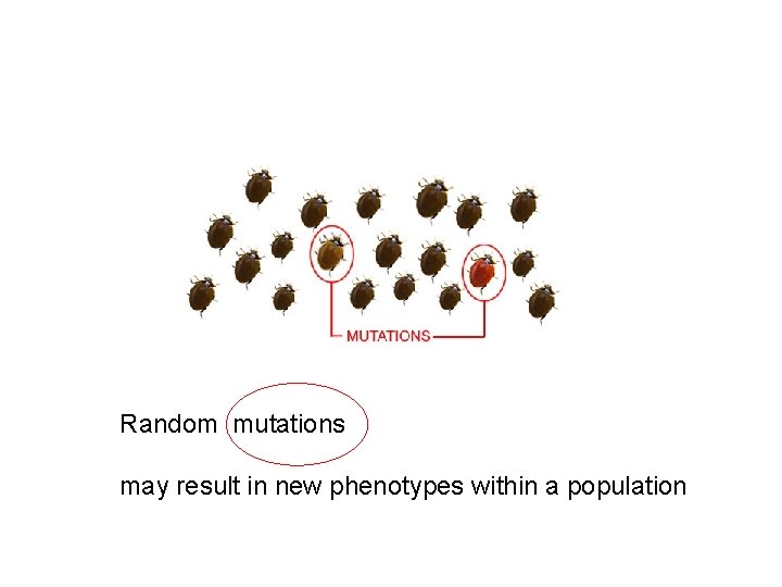 Random mutations may result in new phenotypes within a population Random mutations may result in new phenotypes within a population