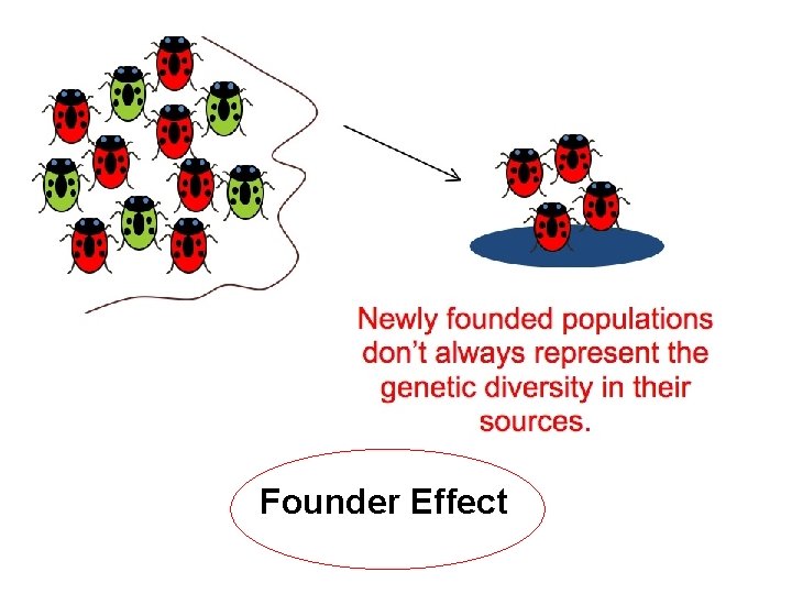 Founder Effect Founder Effect