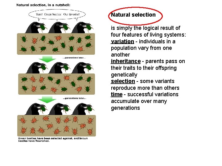 Natural selection is simply the logical result of four features of living systems: variation Natural selection is simply the logical result of four features of living systems: variation