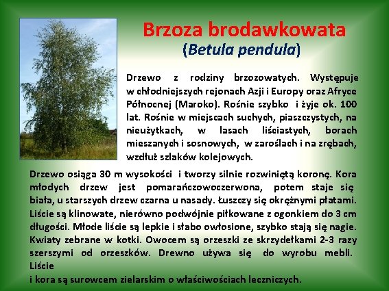 Brzoza brodawkowata (Betula pendula) Drzewo z rodziny brzozowatych. Występuje w chłodniejszych rejonach Azji i