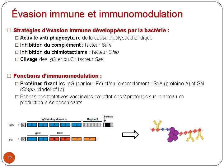 Évasion immune et immunomodulation � Stratégies d’évasion immune développées par la bactérie : �