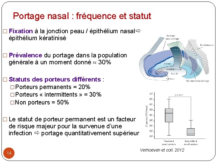 Portage nasal : fréquence et statut � Fixation à la jonction peau / épithélium