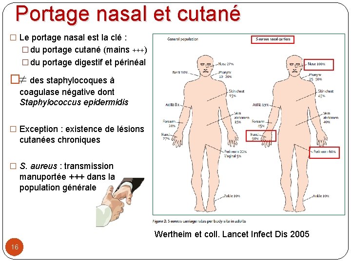 Portage nasal et cutané � Le portage nasal est la clé : � du