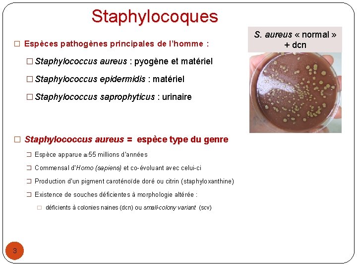 Staphylocoques � Espèces pathogènes principales de l’homme : � Staphylococcus aureus : pyogène et