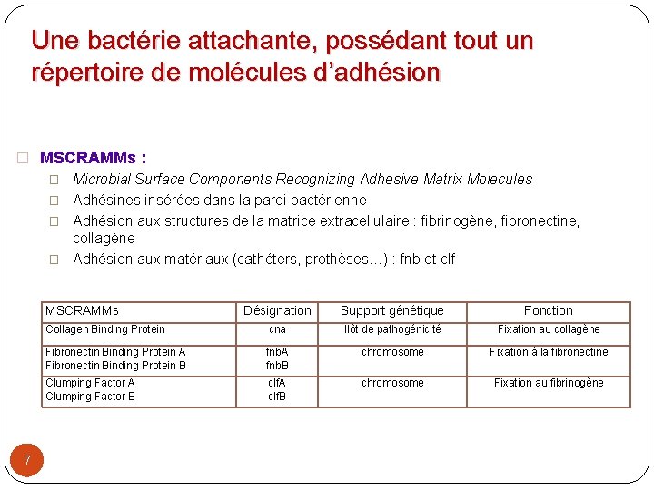 Une bactérie attachante, possédant tout un répertoire de molécules d’adhésion � MSCRAMMs : �
