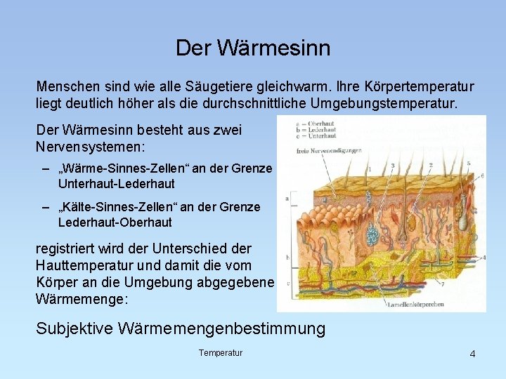 Der Wärmesinn Menschen sind wie alle Säugetiere gleichwarm. Ihre Körpertemperatur liegt deutlich höher als