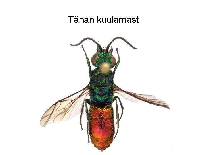 Tänan kuulamast 