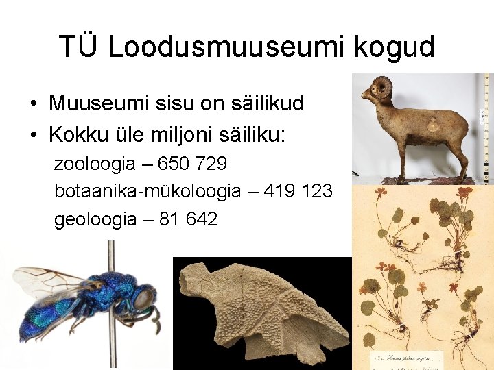 TÜ Loodusmuuseumi kogud • Muuseumi sisu on säilikud • Kokku üle miljoni säiliku: zooloogia