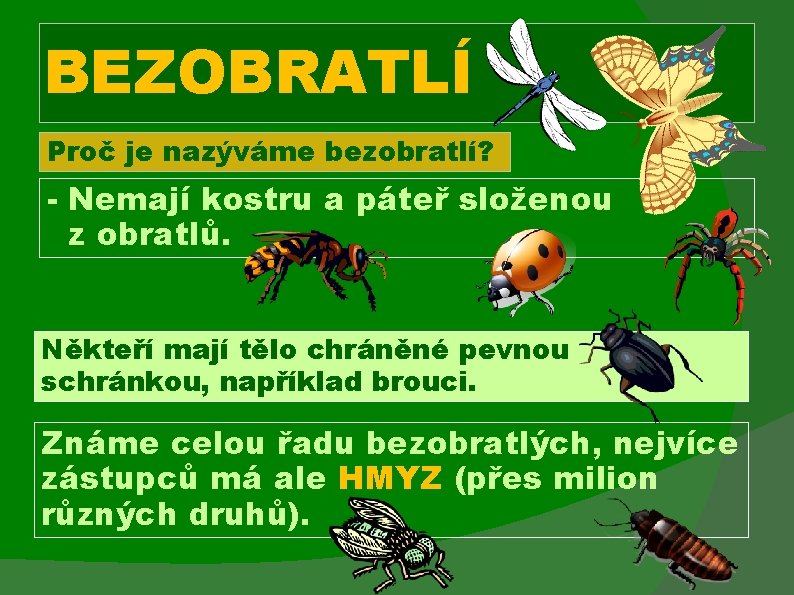 BEZOBRATLÍ Proč je nazýváme bezobratlí? - Nemají kostru a páteř složenou z obratlů. Někteří