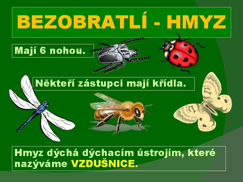 BEZOBRATLÍ - HMYZ Mají 6 nohou. Někteří zástupci mají křídla. Hmyz dýchá dýchacím ústrojím,