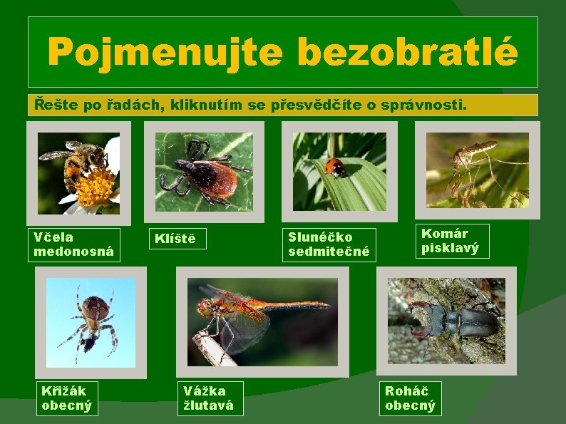 Pojmenujte bezobratlé Řešte po řadách, kliknutím se přesvědčíte o správnosti. Včela medonosná Křižák obecný